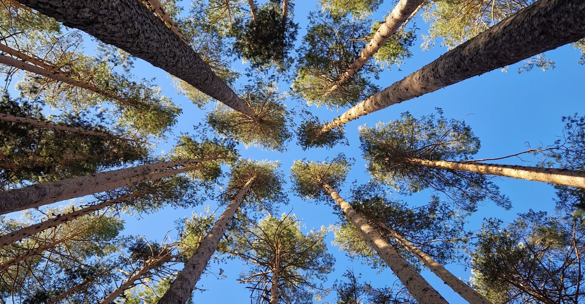 Nuestros preciados Bosques 1