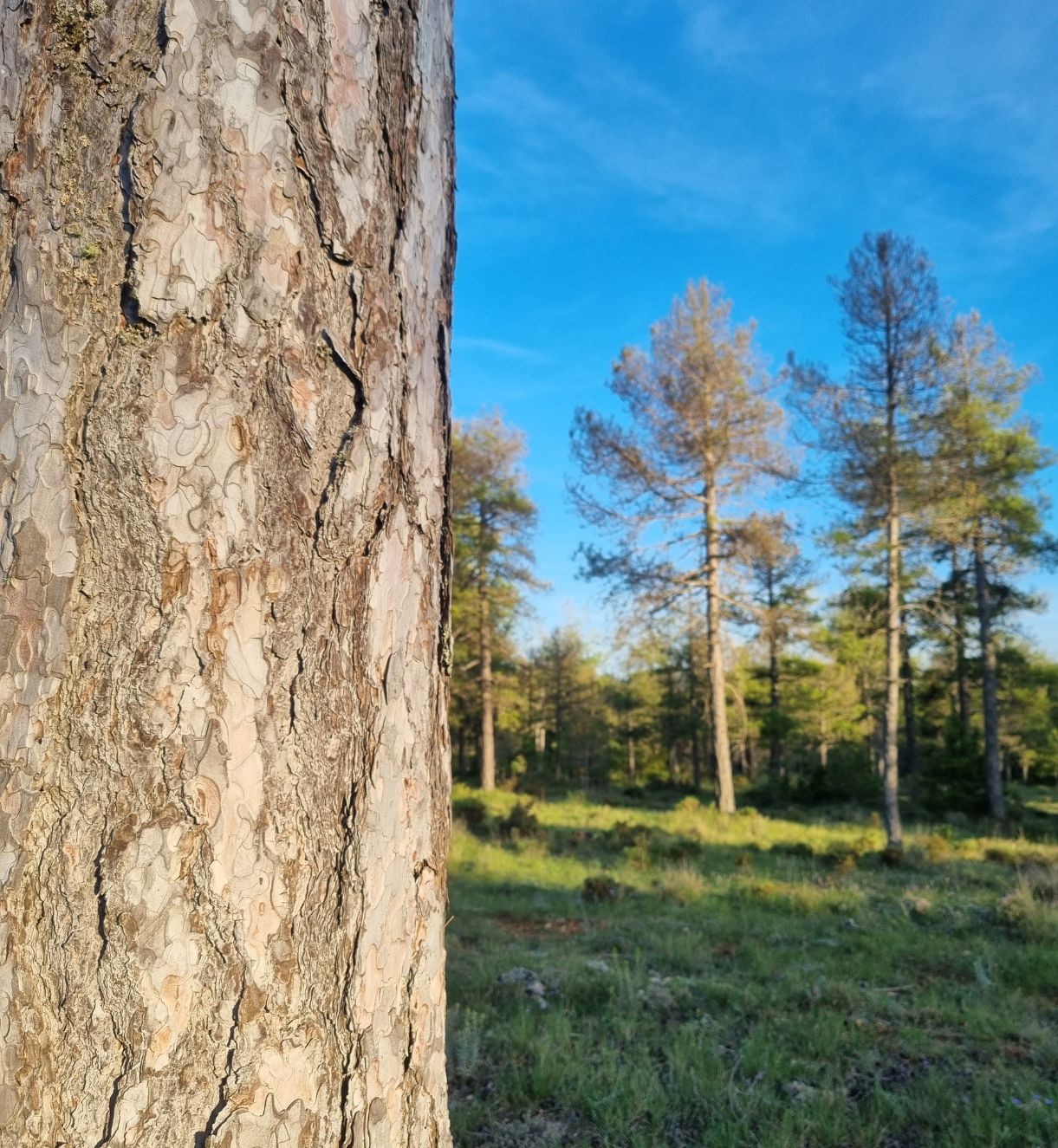 Nuestros preciados Bosques 2