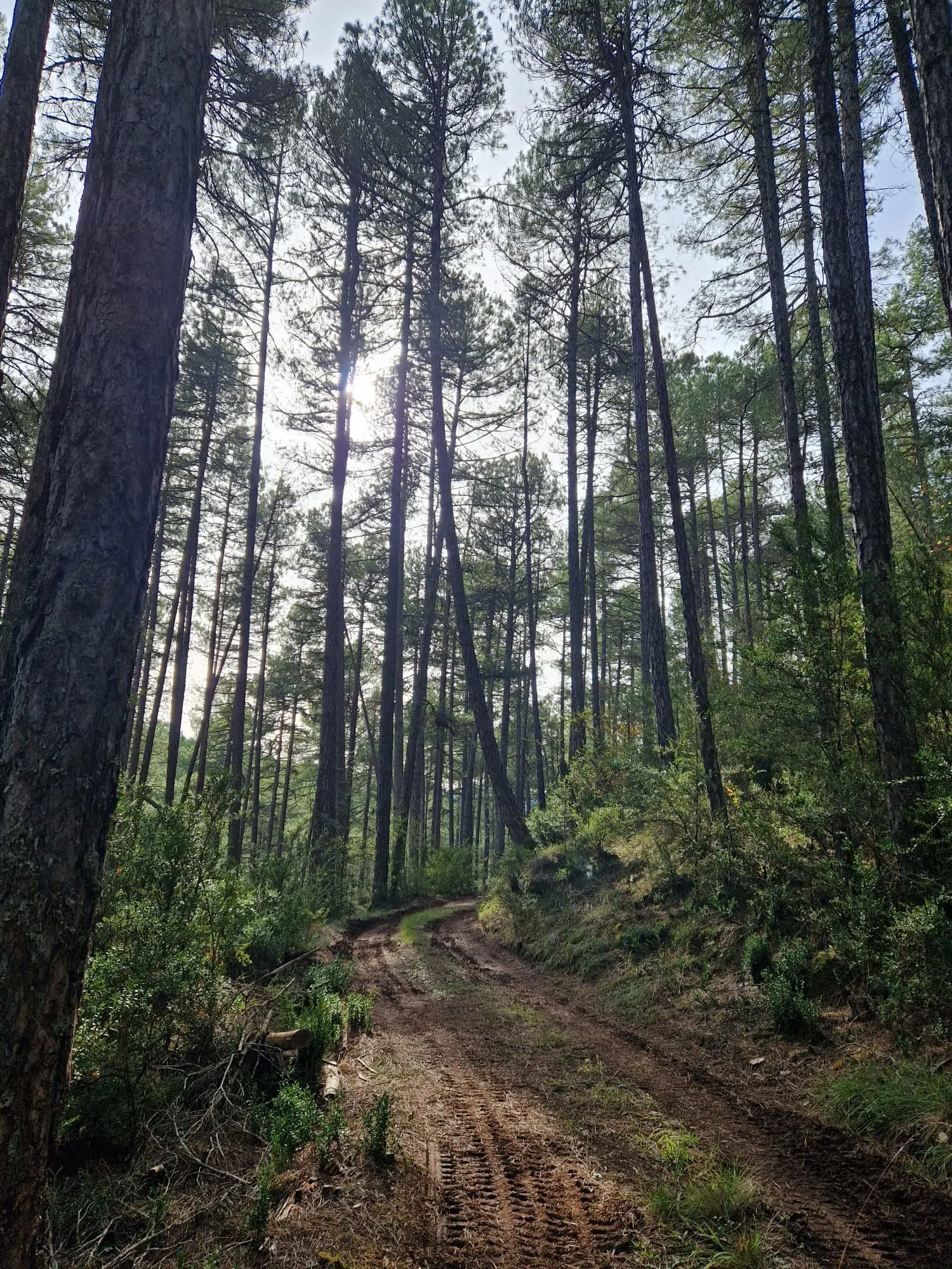 Bosques españoles protegidos por Mobhu